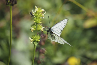 Close-up of butterfly pollinating on flower