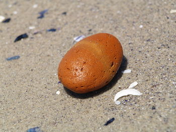 High angle view of crab on sand