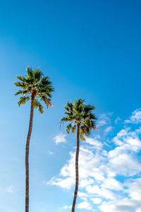 Low angle view of palm trees against blue sky