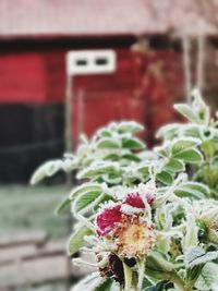 Close-up of red rose on plant