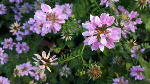 Close-up of pink flowering plants