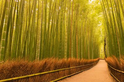 Arashiyama bamboo grove