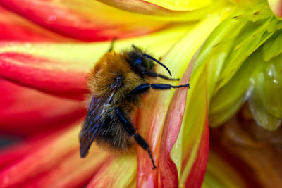Close-up of bee pollinating on flower