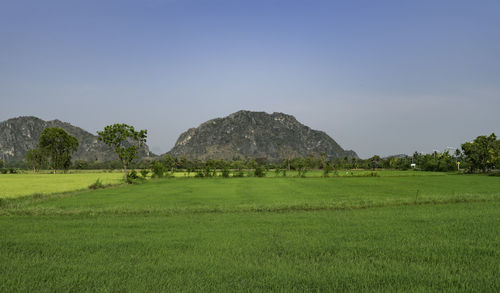 Scenic view of field against clear sky