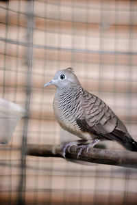 Close-up of sparrow perching in cage