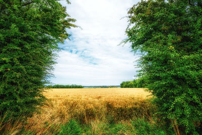 Scenic view of field against sky