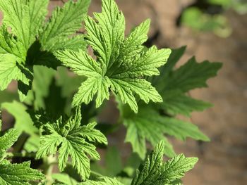 Close-up of plant growing outdoors