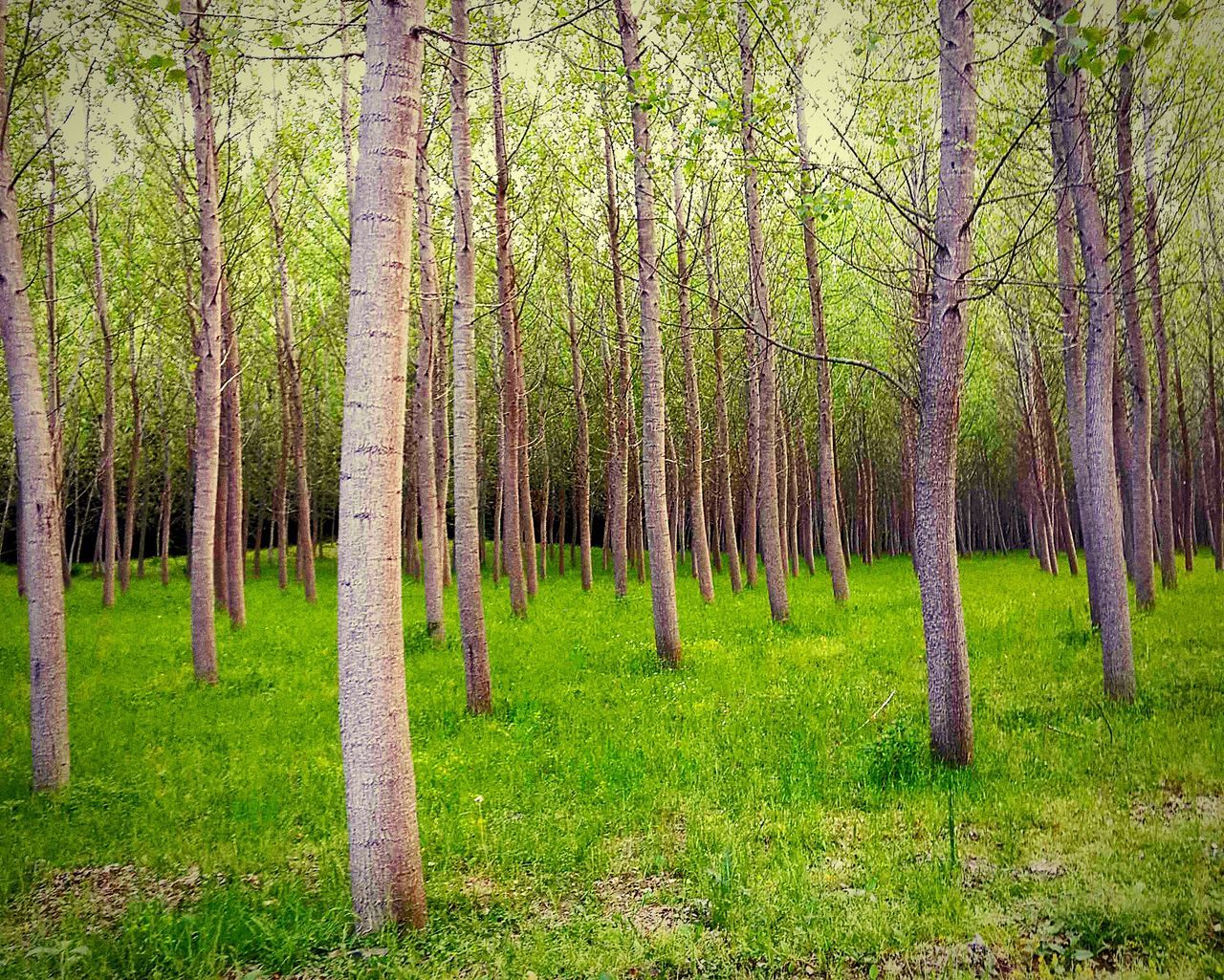 tree, tree trunk, grass, growth, tranquility, green color, tranquil scene, nature, beauty in nature, scenics, landscape, forest, woodland, branch, field, day, non-urban scene, green, idyllic, outdoors