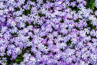 Full frame shot of purple flowers