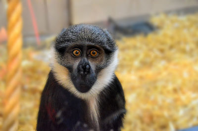 Close-up portrait of monkey