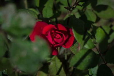 Close-up of pink rose