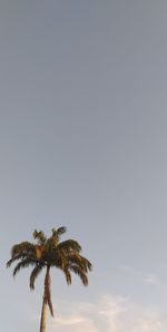 Low angle view of coconut palm tree against clear sky