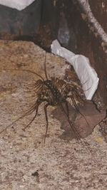 Close-up of insect on wall