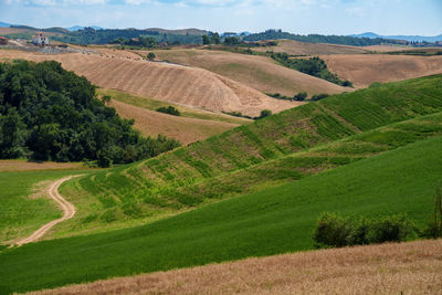 Scenic view of agricultural field