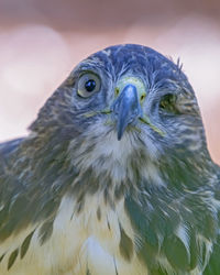 Close-up portrait of owl