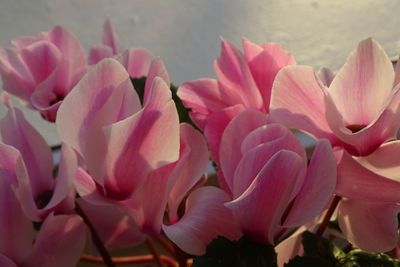 Close-up of pink flowers