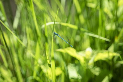 Close-up of insect on grass