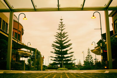 Trees in city against sky