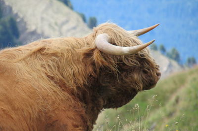 Close-up of cow on field