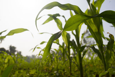 Close-up of fresh green plant