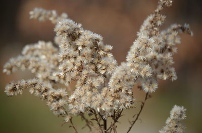 Close-up of flowers growing on tree