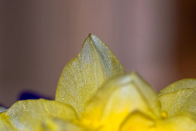 Close-up of wet yellow rose on leaves