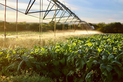 Plants growing in field
