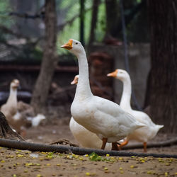 Close up white ducks inside lodhi garden delhi india, see the details and expressions of ducks