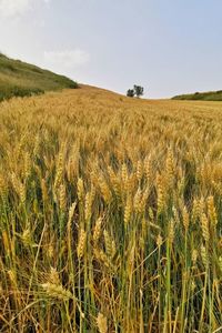 Scenic view of wheat field against sky