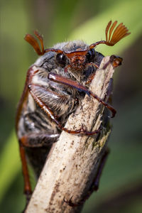 Close-up of insect perching on leaf