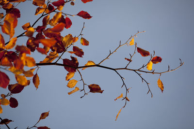 Low angle view of tree against clear sky