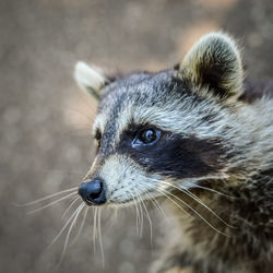 Close-up of cat