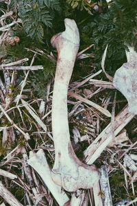 High angle view of animal skull on field