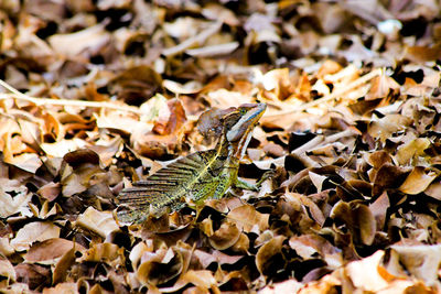 Close-up of autumn leaves on field