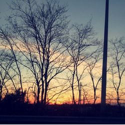 Silhouette of trees on landscape at sunset