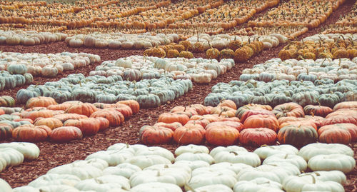 High angle view of pumpkins on ground