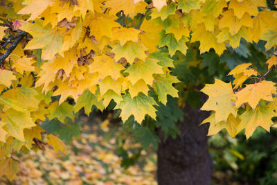 Close-up of leaves growing on tree