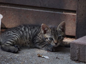 Close-up portrait of kitten