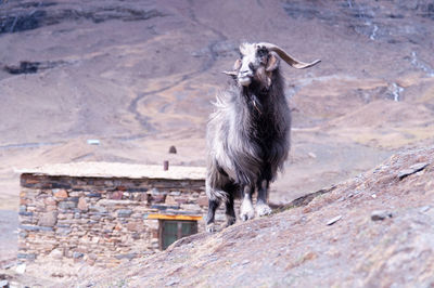 Lion standing against stone wall