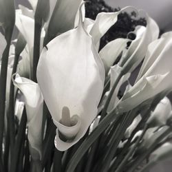 Close-up of flowers