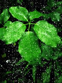 Full frame shot of water drops on leaves