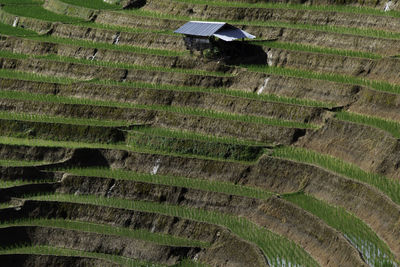 Rice terrace in northern thailand