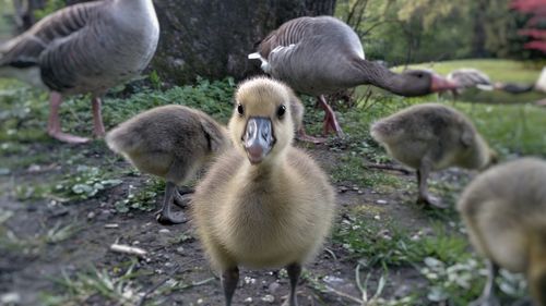 Ducks in lake