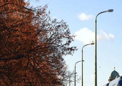 Low angle view of trees against clear sky