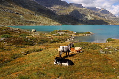 High angle view of horses relaxing on grassy lakeshore