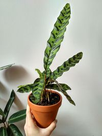 Close-up of potted plant on table