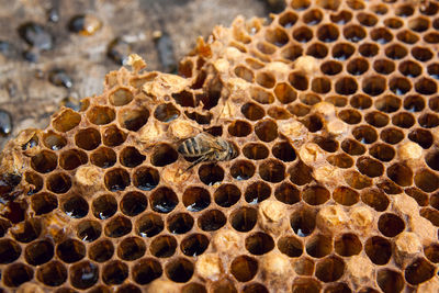 High angle view of bee on honeycomb