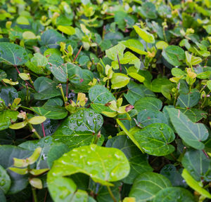 High angle view of raindrops on leaves