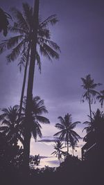 Low angle view of palm trees against sky