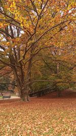 Sunlight falling on tree during autumn